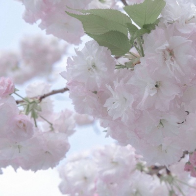 Furry插画元素灵感福瑞群